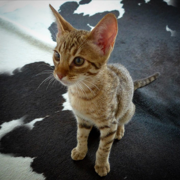 ocicat kittens for sale
