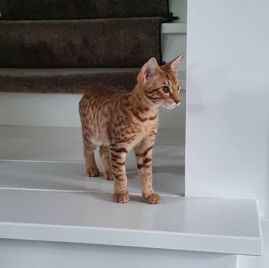 ocicat kittens for sale