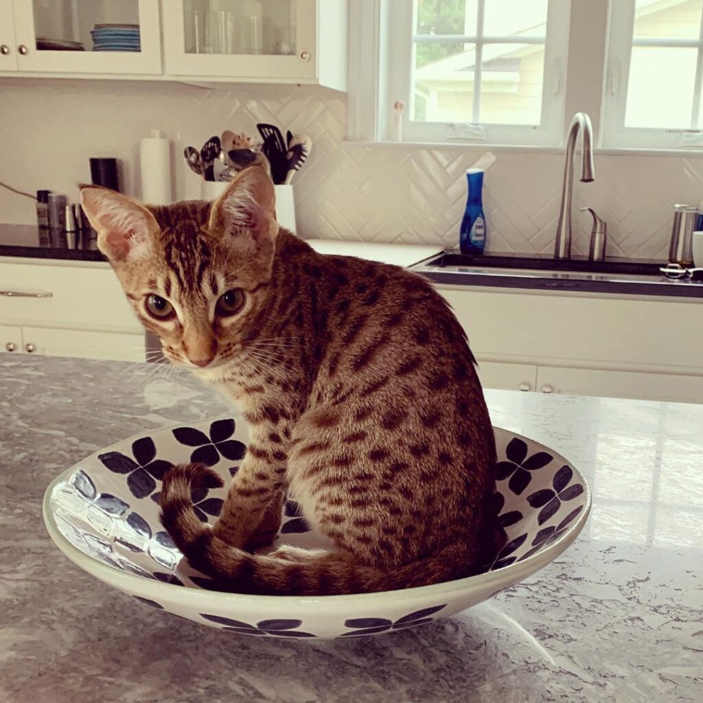ocicat kittens for sale