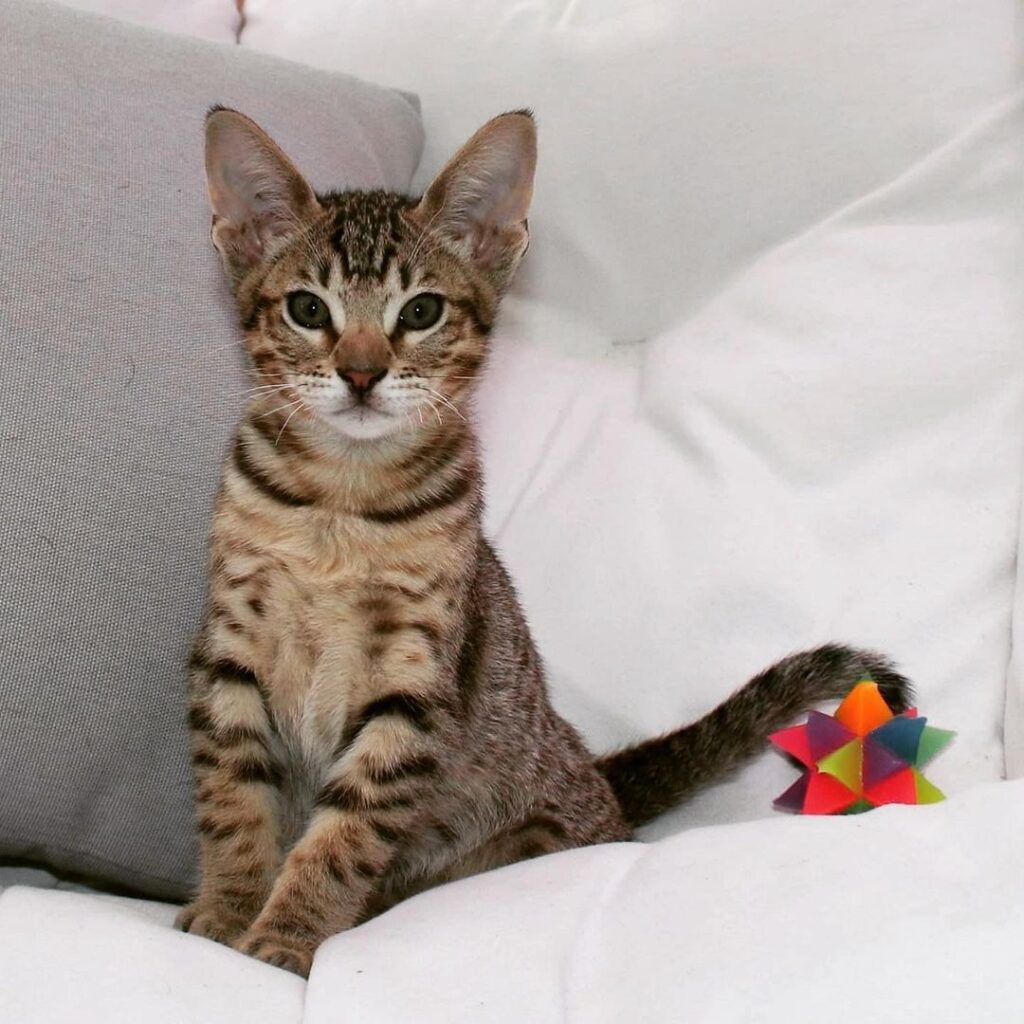 ocicat kittens for sale