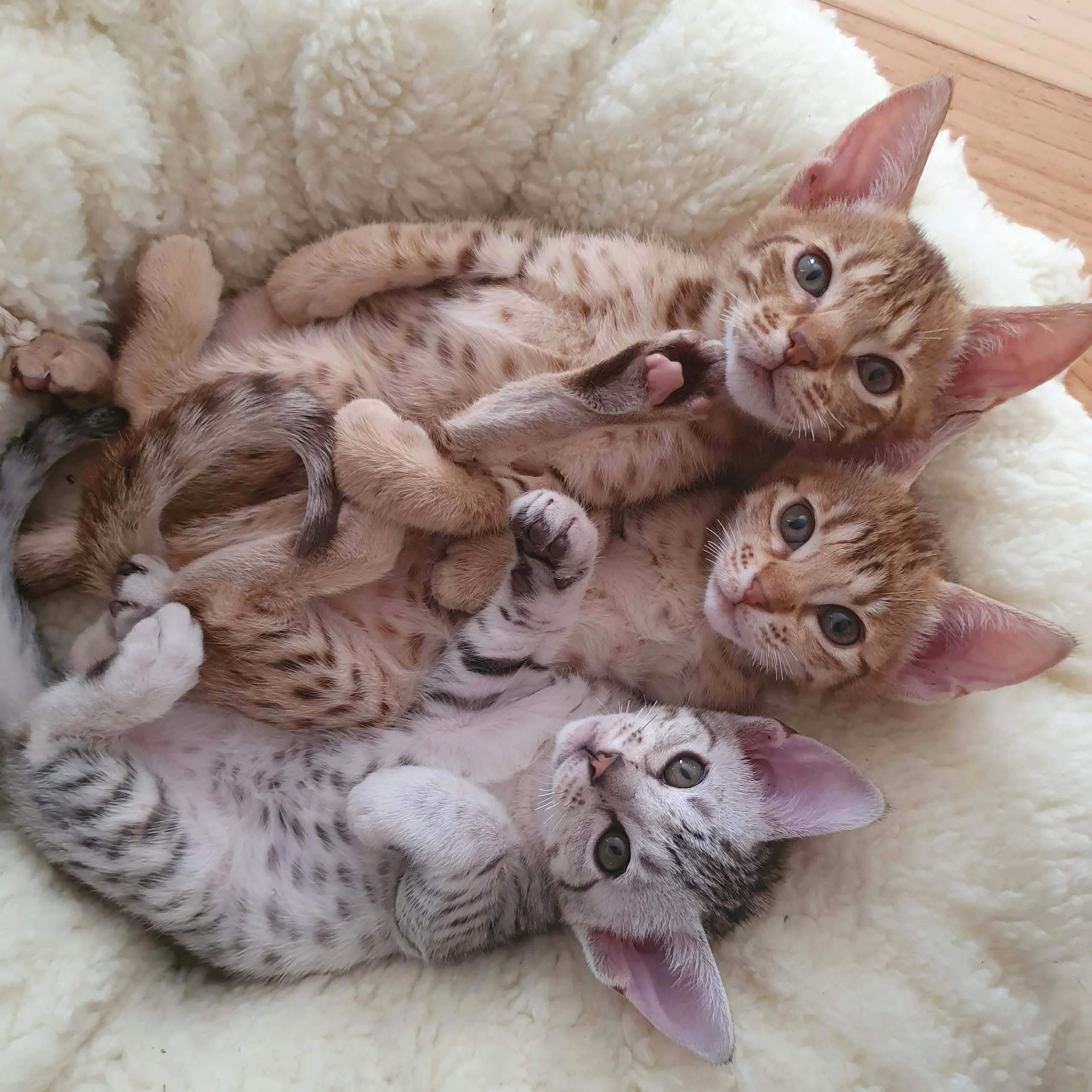 ocicat kittens