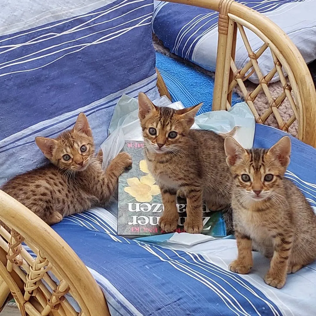 ocicat kittens for sale