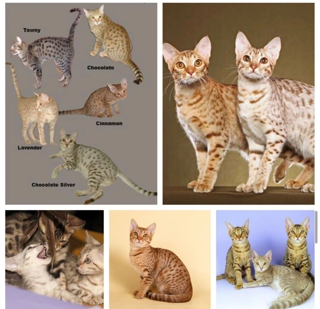 ocicat kittens show